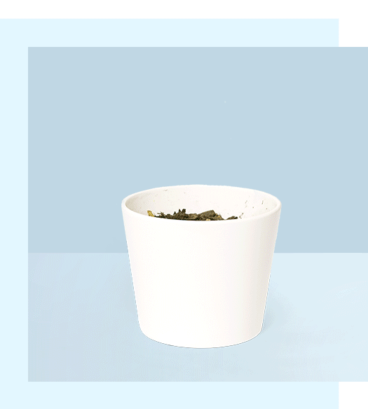 Plant growing in a white pot